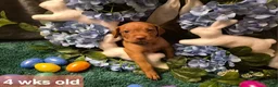 Vizsla dogs for sale: Green Collar - Ad 1