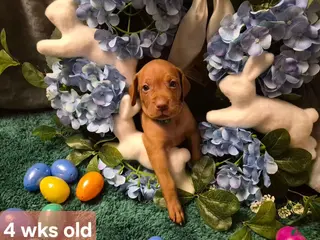 Vizsla dogs Green Collar - Ad 5