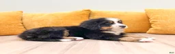 Bernese Mountain Dog dogs for sale: Baxter - Ad 3