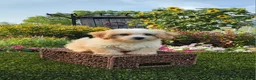 Havapoo dogs for sale: Ace - Ad 3