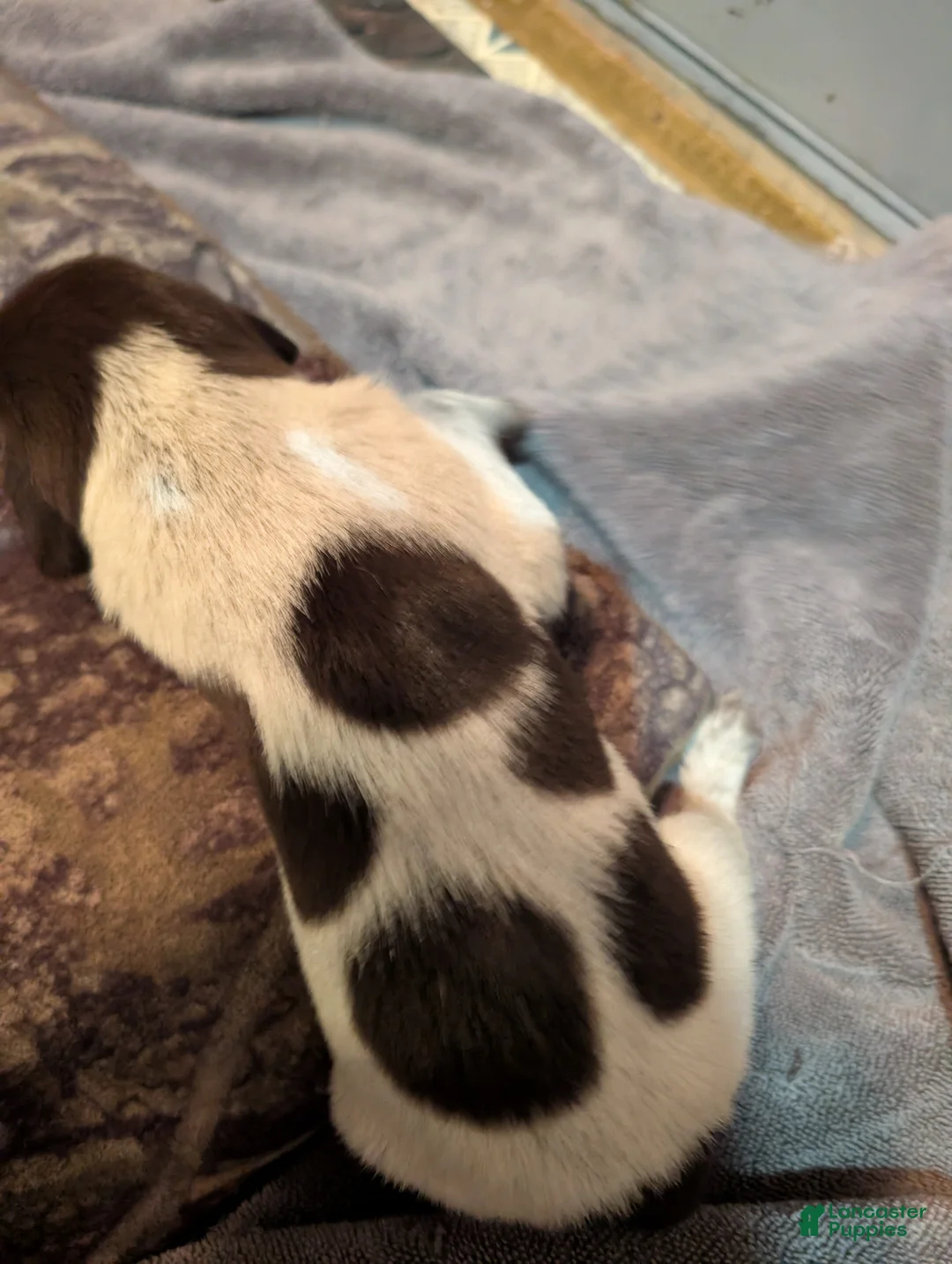 German Wirehaired Pointer dogs for sale: German Wirehaired Pointer Puppy 2 - Ad 2