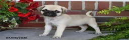 Puggle dogs for sale: Poppy - Ad 3