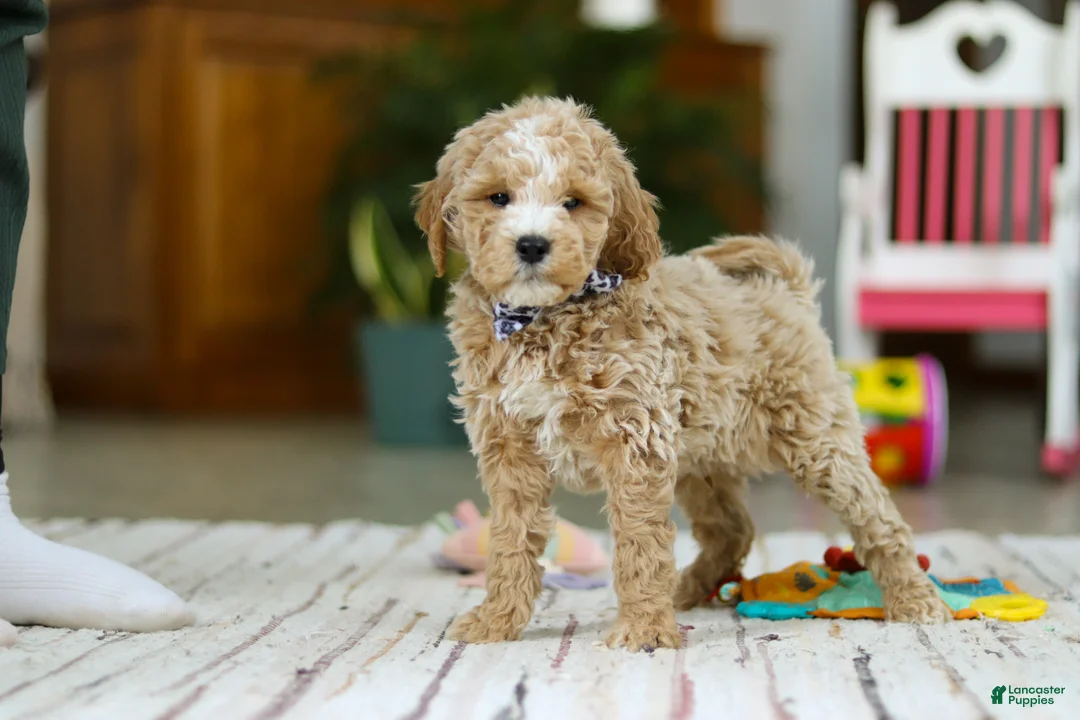 Mini Goldendoodle dogs for sale: Drake - Ad 4