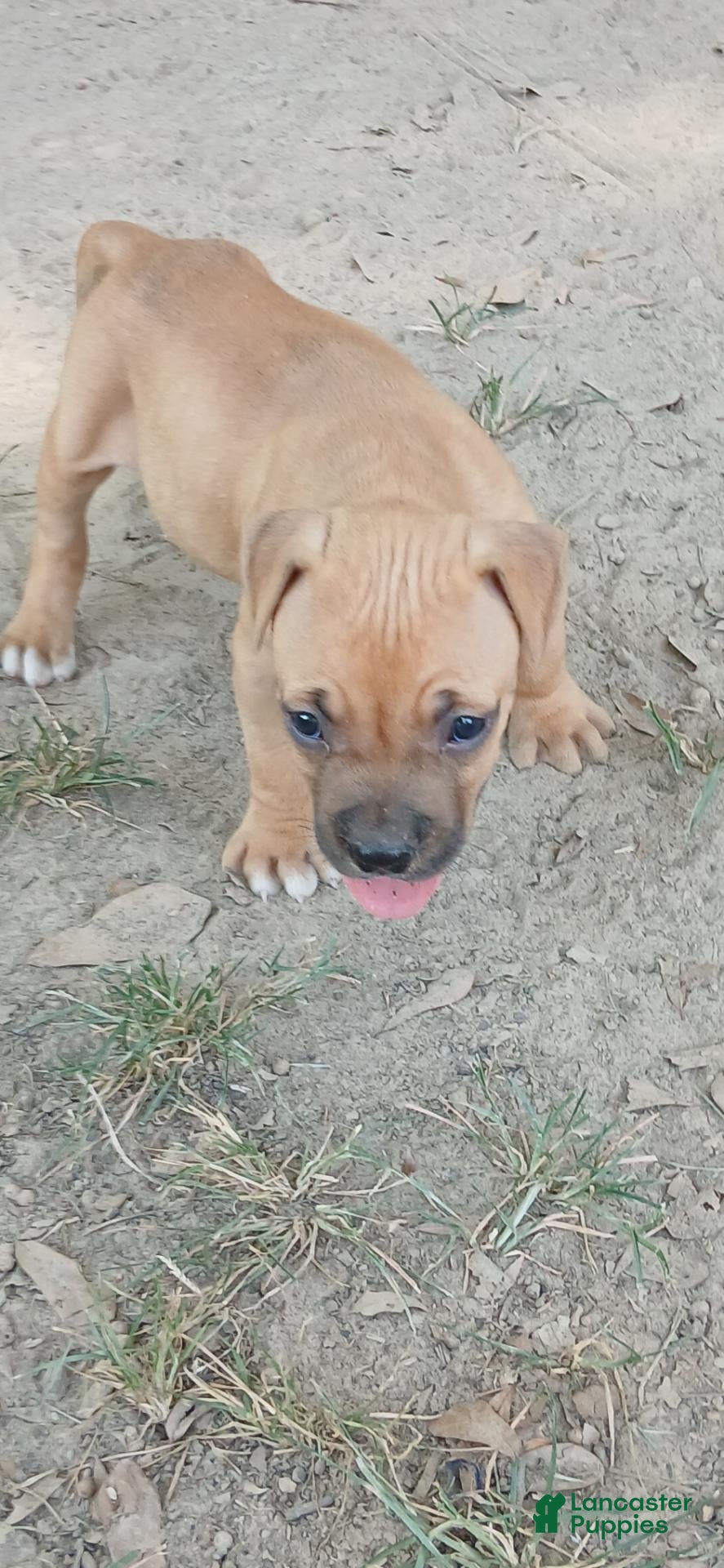 American Pit Bull Terrier dogs American Pit Bull Terrier 2 - Ad 6