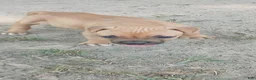 American Pit Bull Terrier dogs for sale: American Pit Bull Terrier 2 - Ad 1