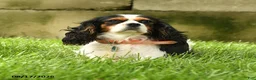 Cavalier King Charles Spaniel dogs for sale: Ford - Ad 6