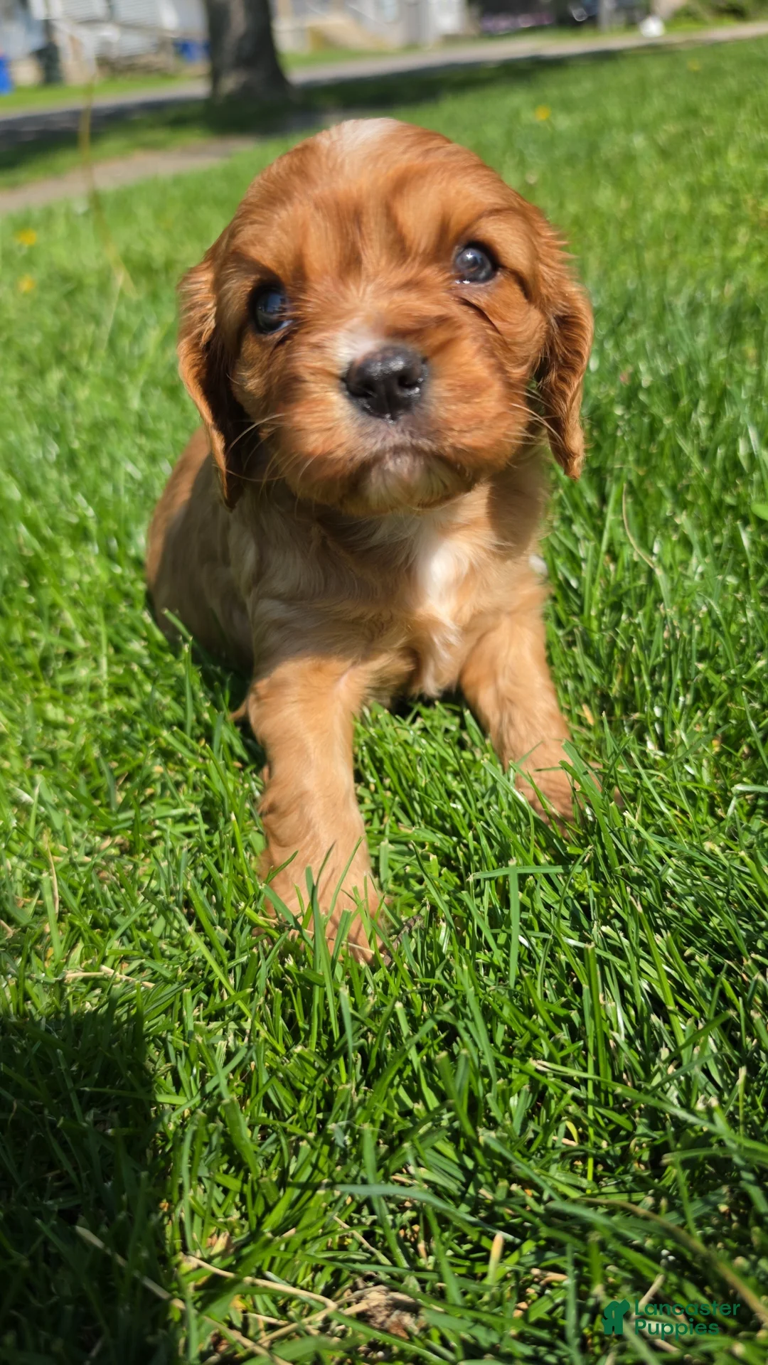 Cavalier King Charles Spaniel dogs for sale: Cavalier King Charles Spaniel Puppy 2 Diamond  - Ad 1