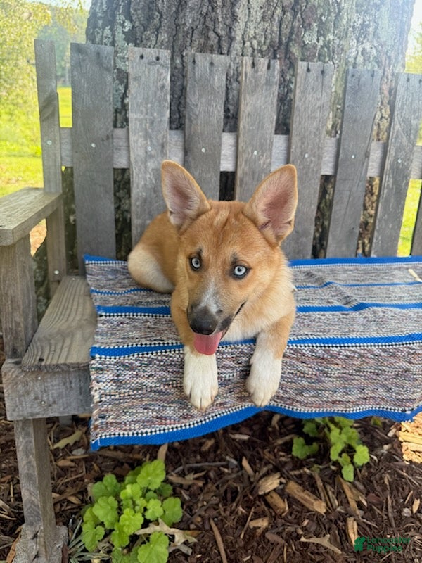 Pomsky dogs Charlie - Ad 1