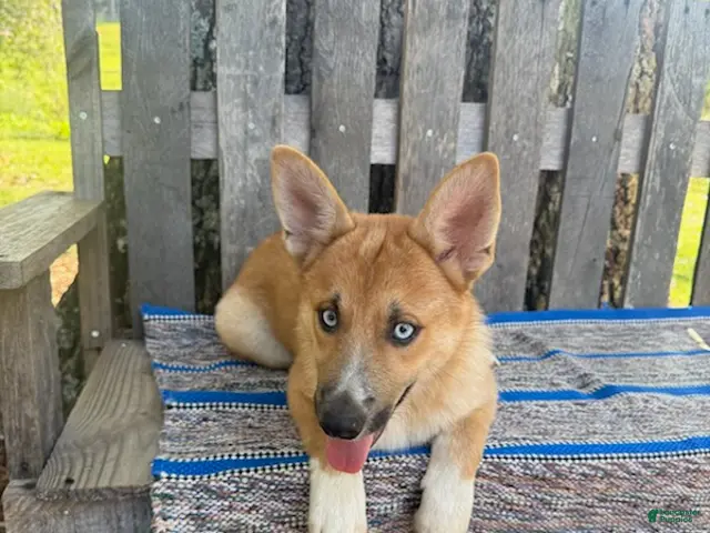 Pomsky dogs for sale: Charlie - Ad 1
