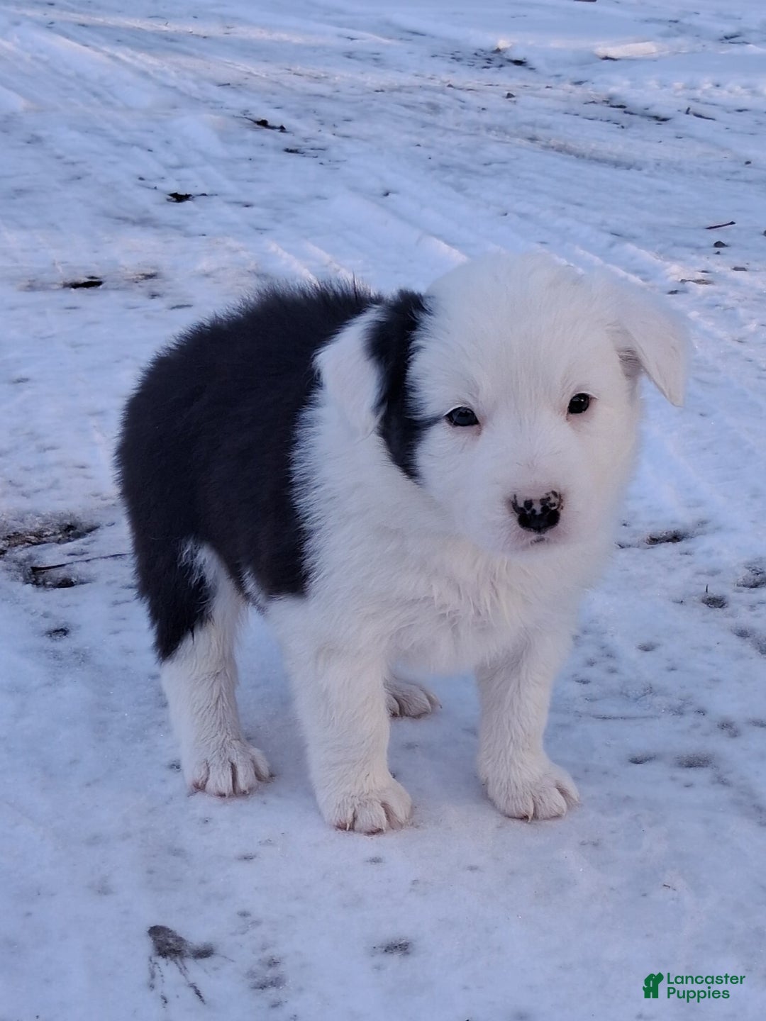 Border Collie dogs for sale: Buddy - Ad 4