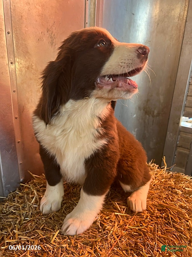 Mixed Breed dogs Ruger - Ad 2