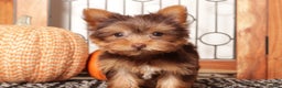 Yorkshire Terrier dogs for sale: Candy Chocolate Teacup Yorkie  - Ad 4
