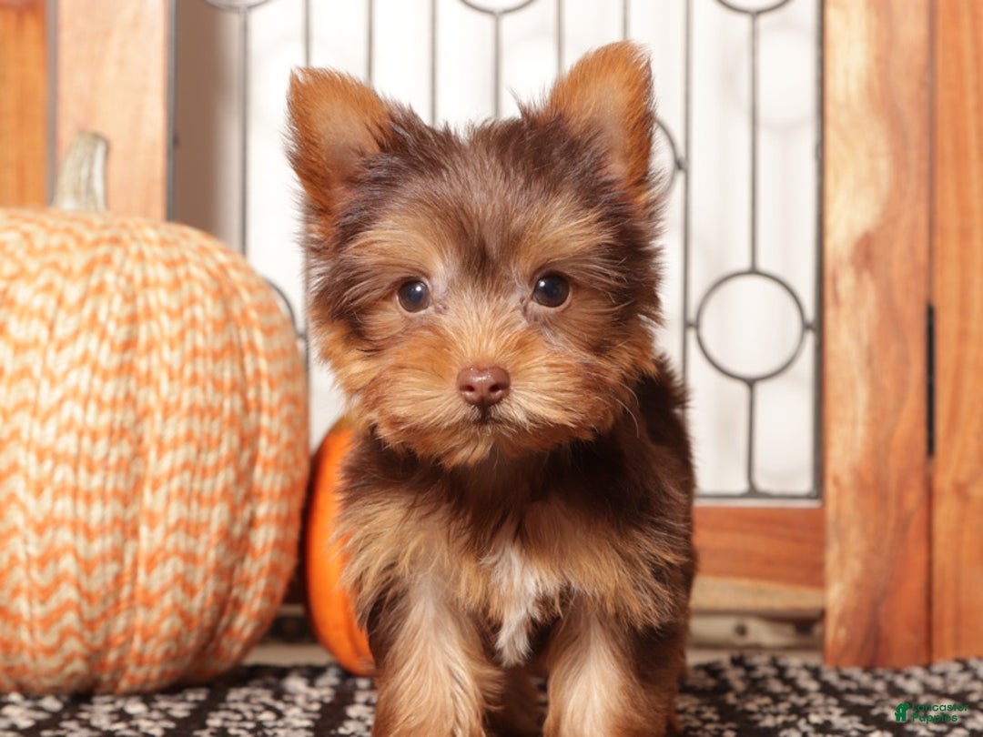 Yorkshire Terrier dogs for sale: Candy Chocolate Teacup Yorkie  - Ad 4