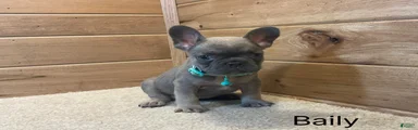 Bailey