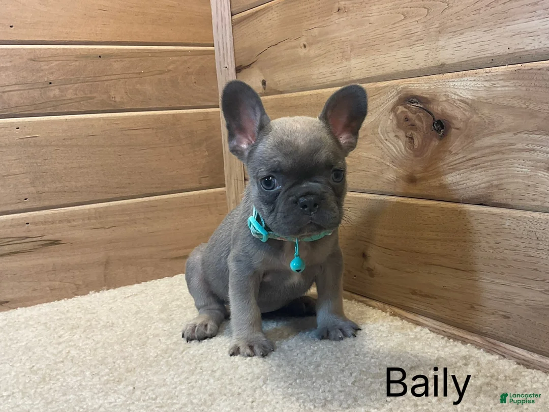 French Bulldog dogs for sale: Bailey - Ad 1