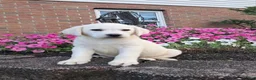 Labrador Retriever dogs for sale: Arch - Ad 5