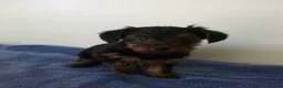 Yorkshire Terrier dogs for sale: Cooper - Ad 3
