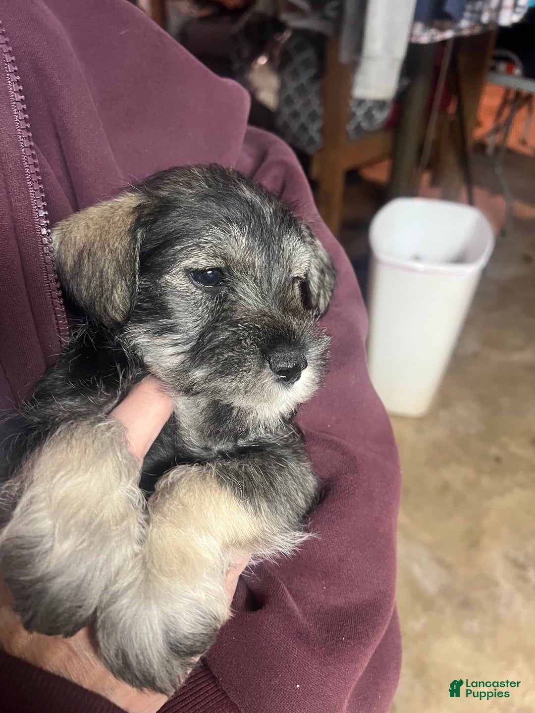 Miniature Schnauzer dogs for sale: Tom  - Ad 8