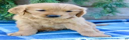 Golden Retriever dogs for sale: Buddy - Ad 5