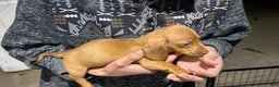 Miniature Dachshund dogs for sale: Toy Dachshund Male 1 - Ad 3