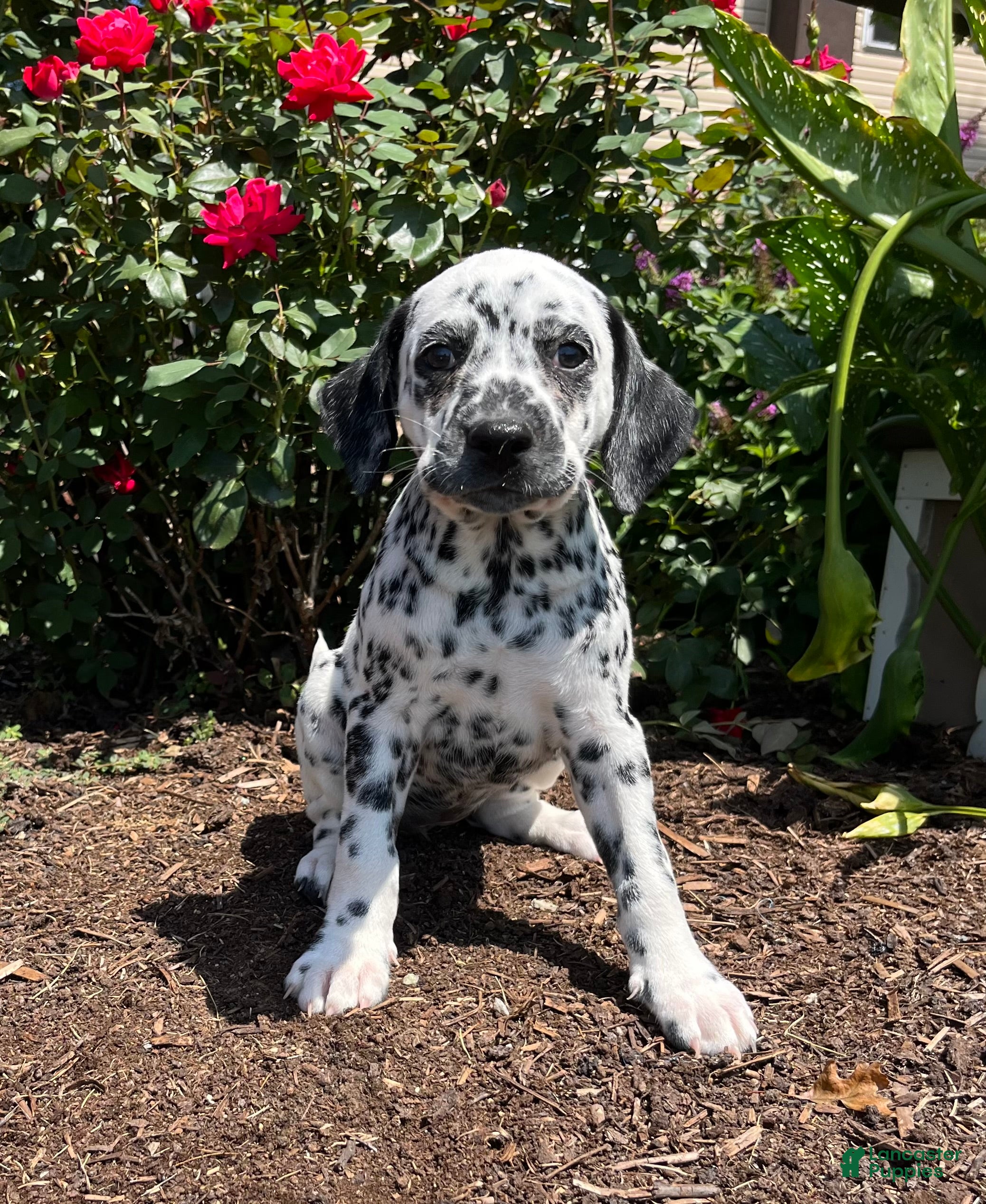 Dalmatian dogs Sunny❤️AKC Registered🐾Text or Call 610-998-3983 - Ad 1