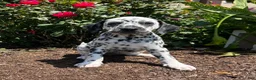 Dalmatian dogs for sale: Sunny❤️AKC Registered🐾Text or Call today! - Ad 1