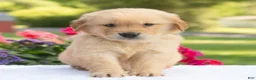 Golden Retriever dogs for sale: Suki  - Ad 3