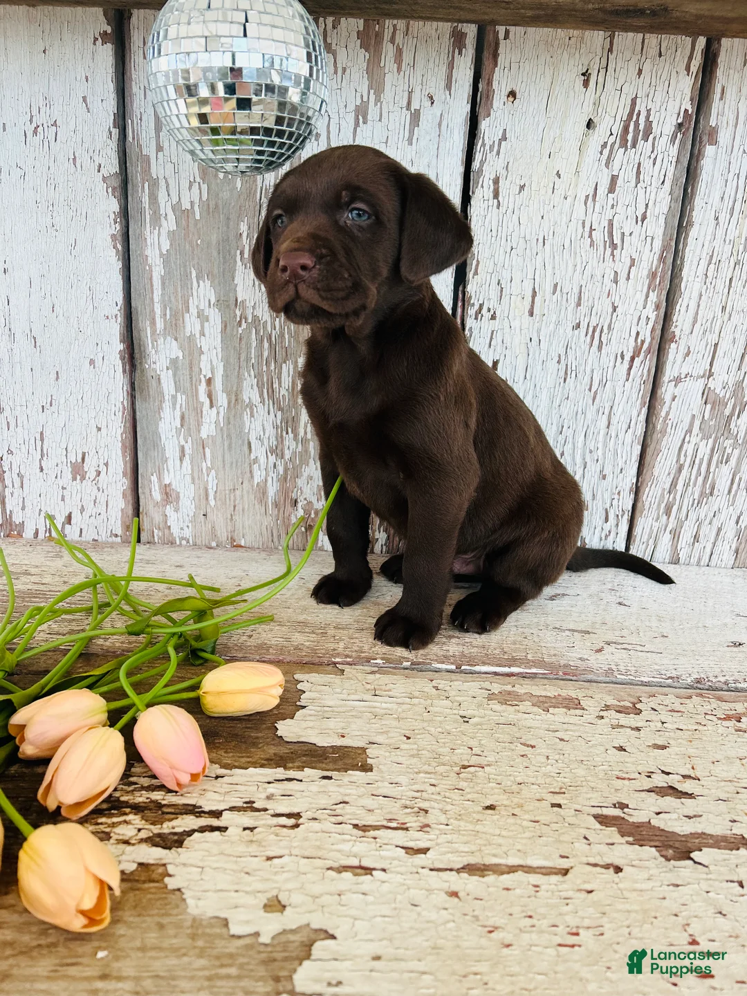 Labrador Retriever dogs for sale: Max - Ad 4