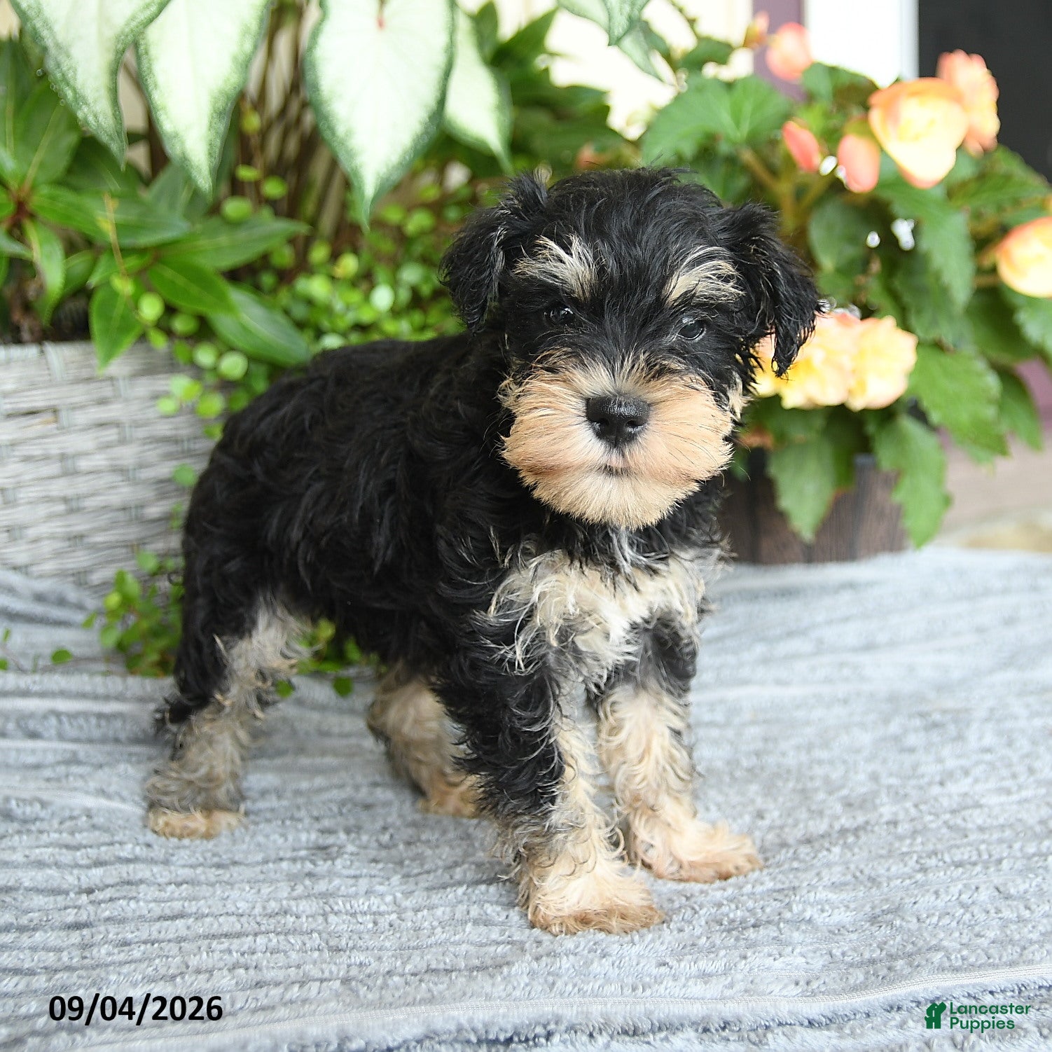 Miniature Schnauzer dogs for sale: Sharon - Ad 1