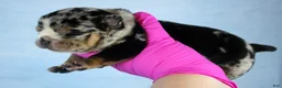 American Bully dogs for sale: Black Tri Merle Male - Ad 4