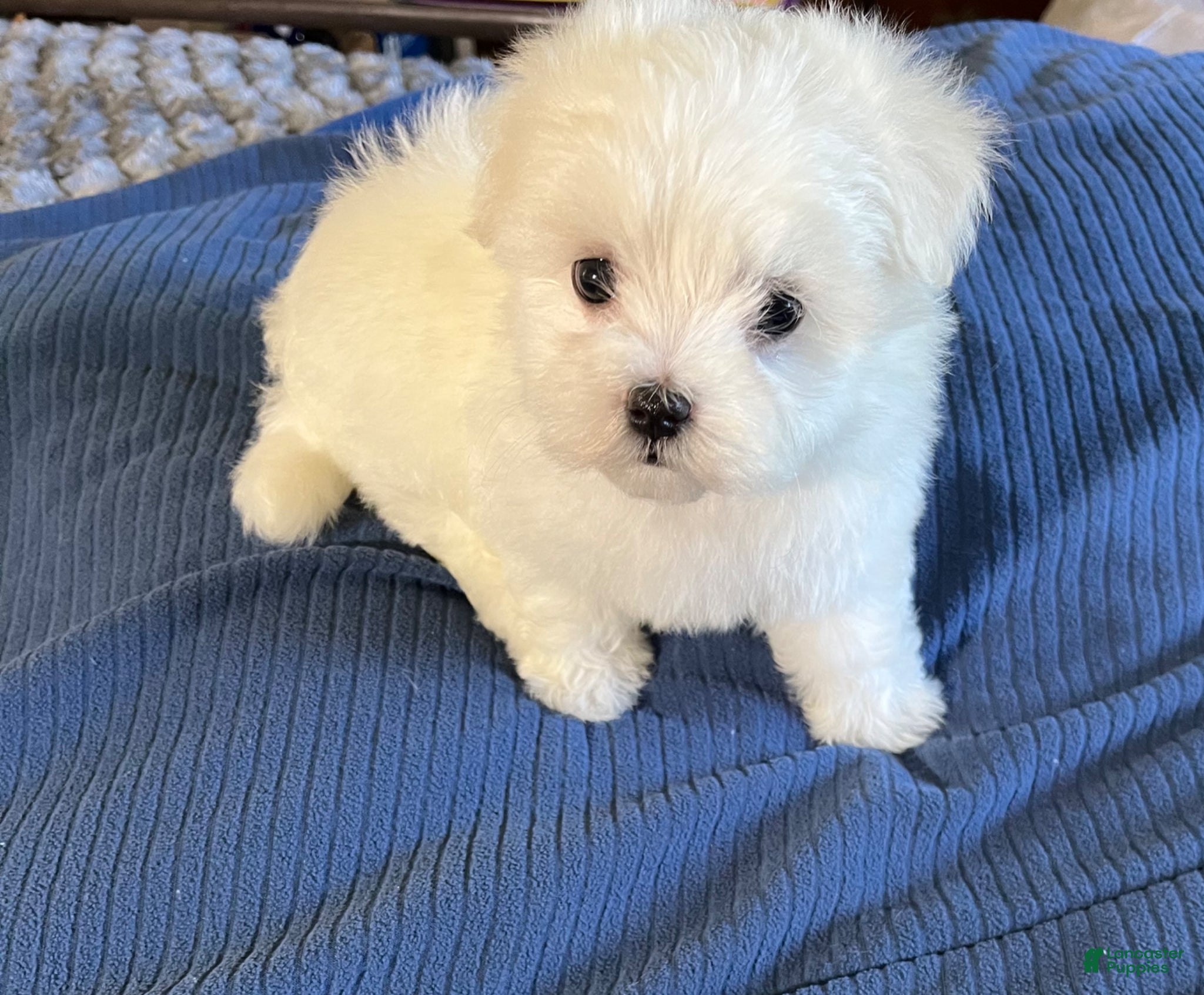 Maltese dogs Maltese  - Ad 8