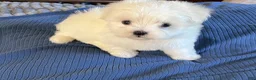 Maltese dogs for sale: Maltese  - Ad 1