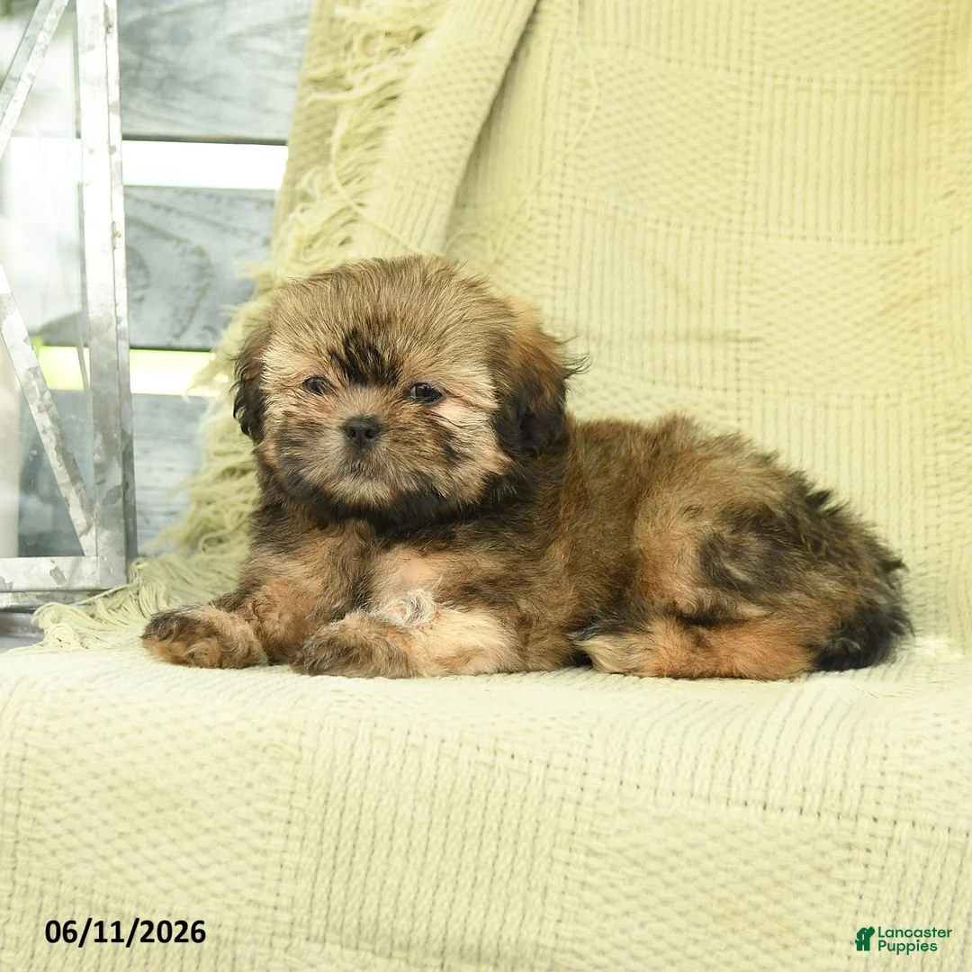 Shih Tzu dogs for sale: Hailey - Ad 2