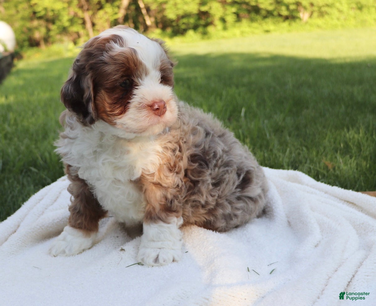 Mini Bernedoodle dogs Tango  - Ad 2