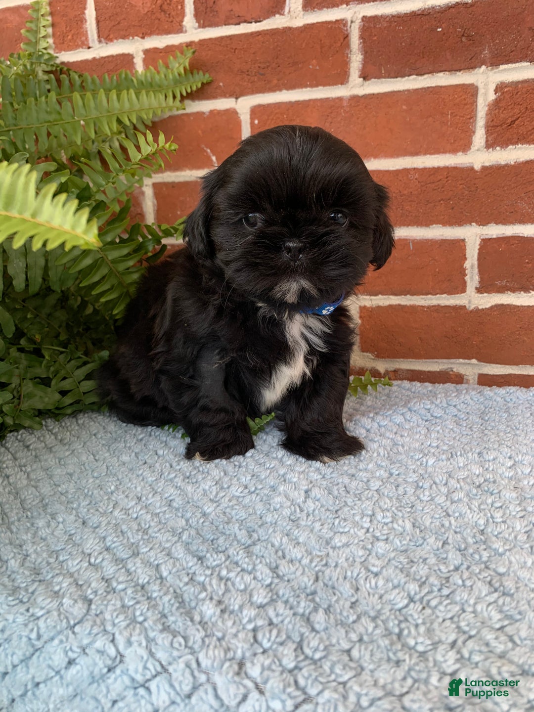 Shih Tzu dogs for sale: Archie - Ad 11