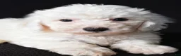Bichon Frise dogs for sale: Buddy - Ad 6