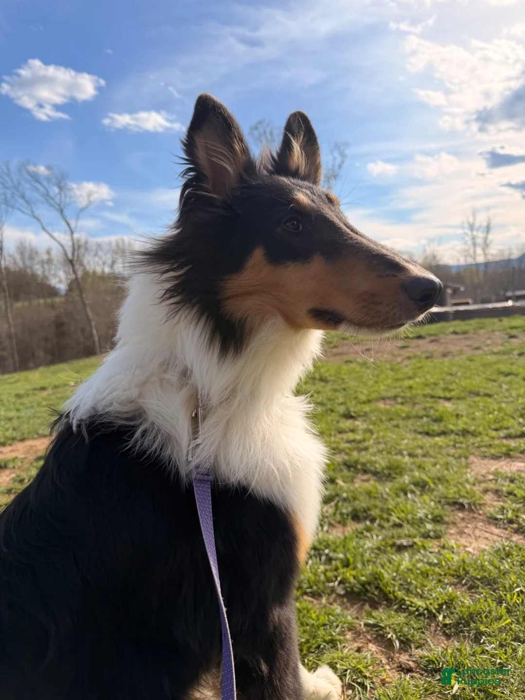 Collie dogs for sale: Sam - Ad 2