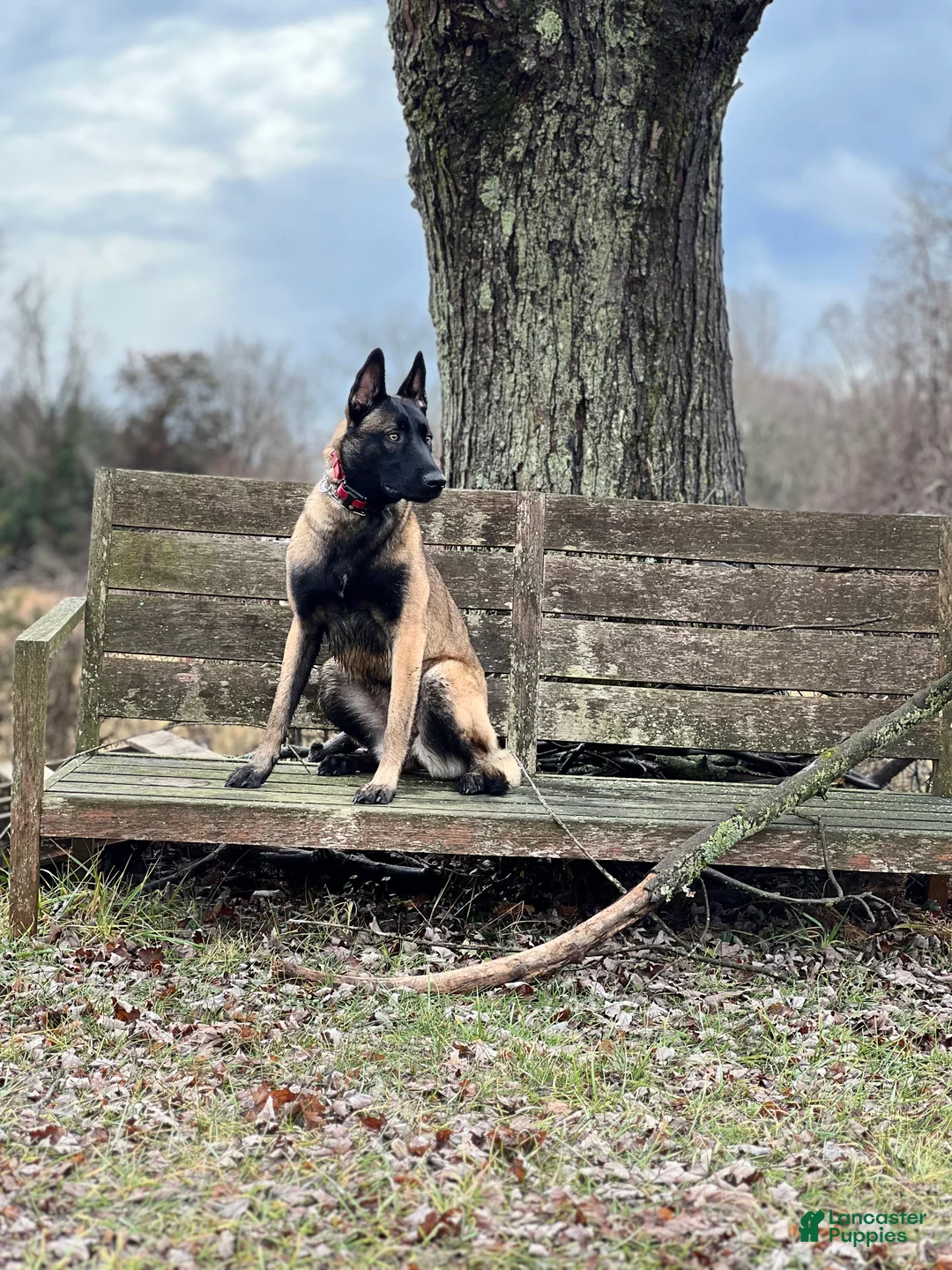 Belgian Malinois dogs for sale: Belgian Malinois Puppy 7 - Ad 4