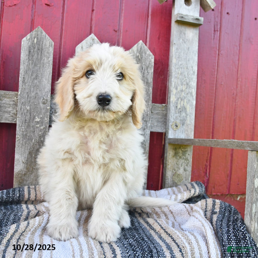 Bernedoodle dogs for sale: Boomer - Ad 9