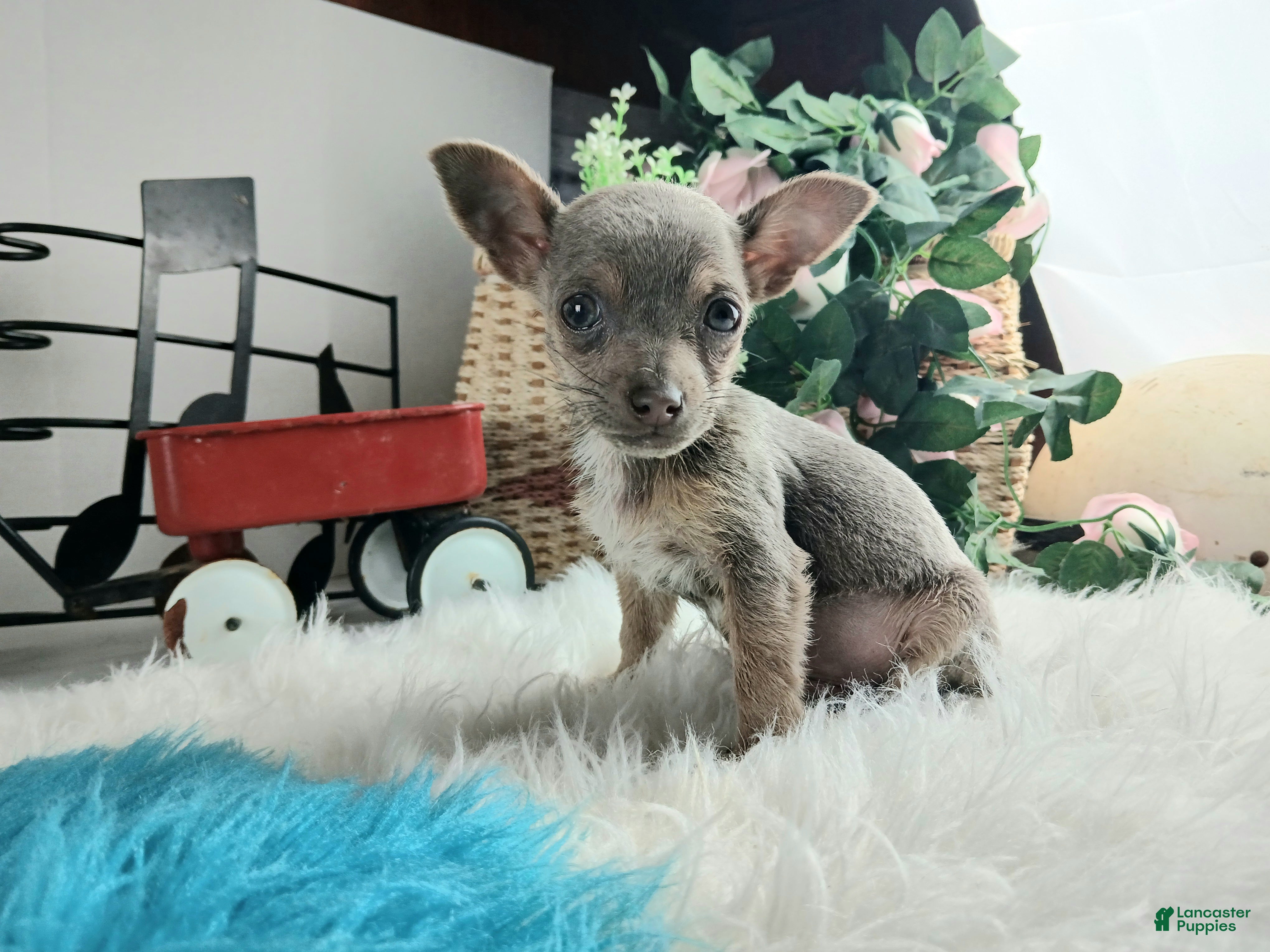 Chihuahua dogs Lilac and tan male,  Nationwide delivery  - Ad 29