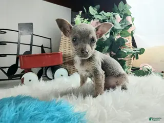 Chihuahua dogs Lilac and tan male, Nationwide delivery - Ad 29