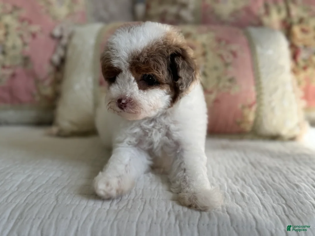 Miniature Poodle dogs for sale: Madonna - Ad 2