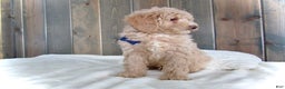 Mini Goldendoodle dogs for sale: Rusty - Ad 9