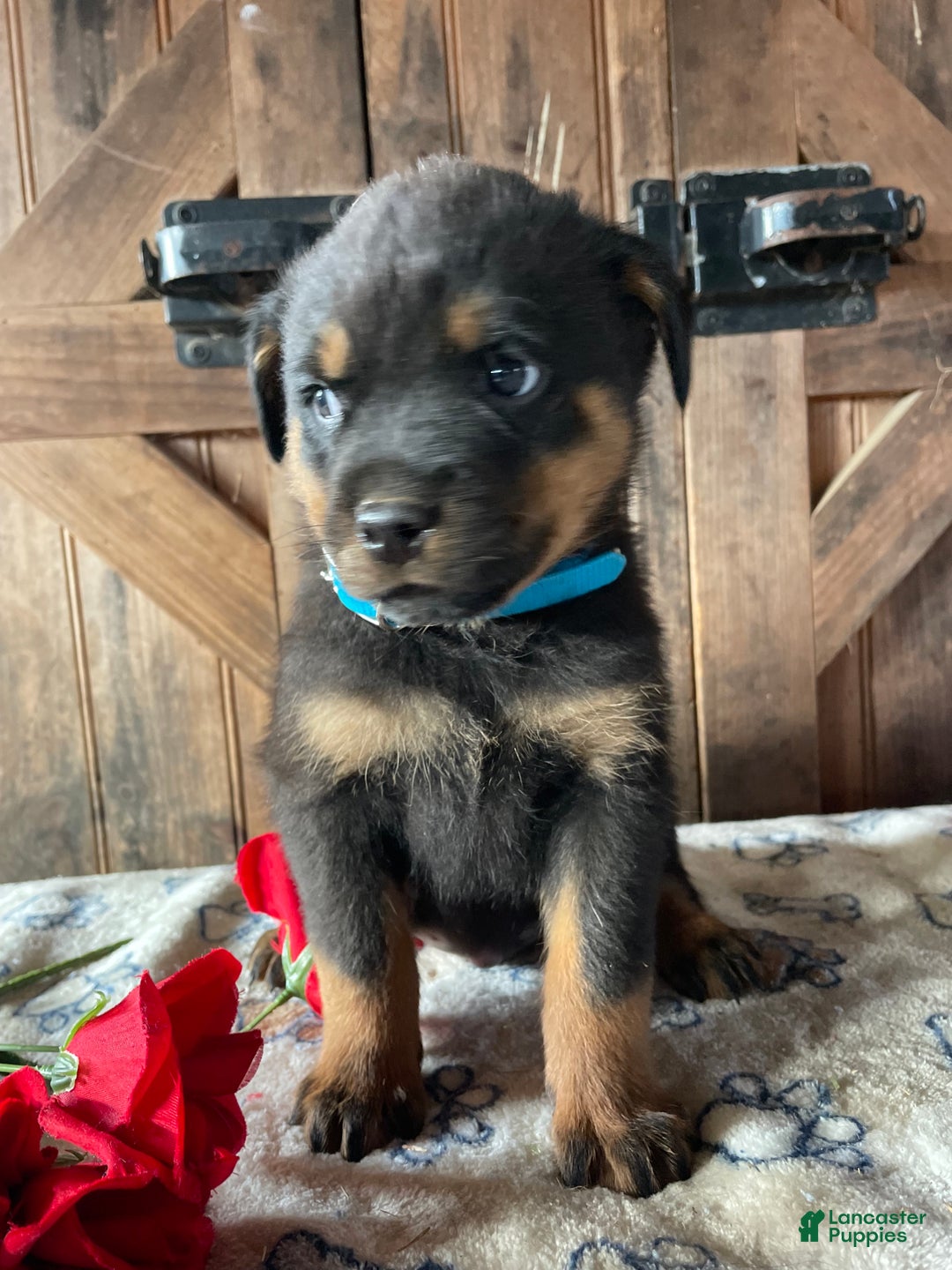 Rottweiler dogs for sale: Fritz - Ad 3