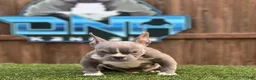 American Bully dogs for sale: American Bully Puppy 1 - Ad 9