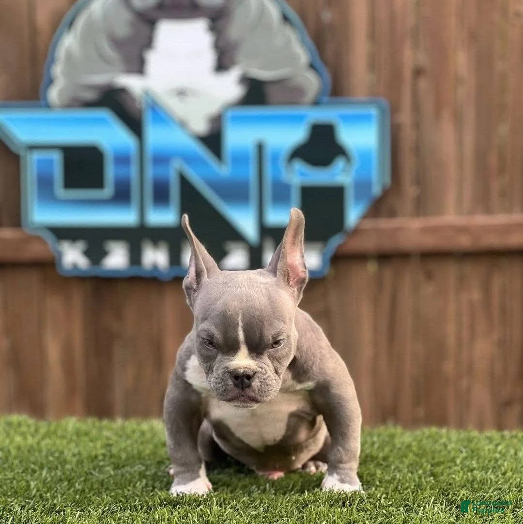 American Bully dogs for sale: American Bully Puppy 1 - Ad 9