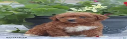 Miniature Poodle dogs for sale: Neva - Ad 11
