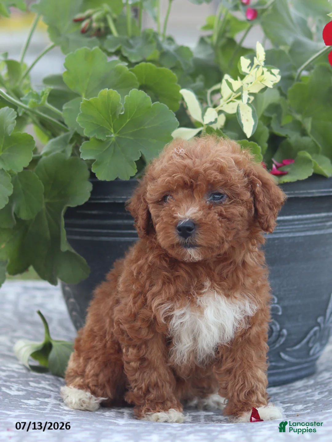 Miniature Poodle dogs for sale: Neva - Ad 11
