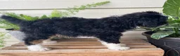 Mini Bernedoodle dogs for sale: Bo- mini/medium - Ad 4