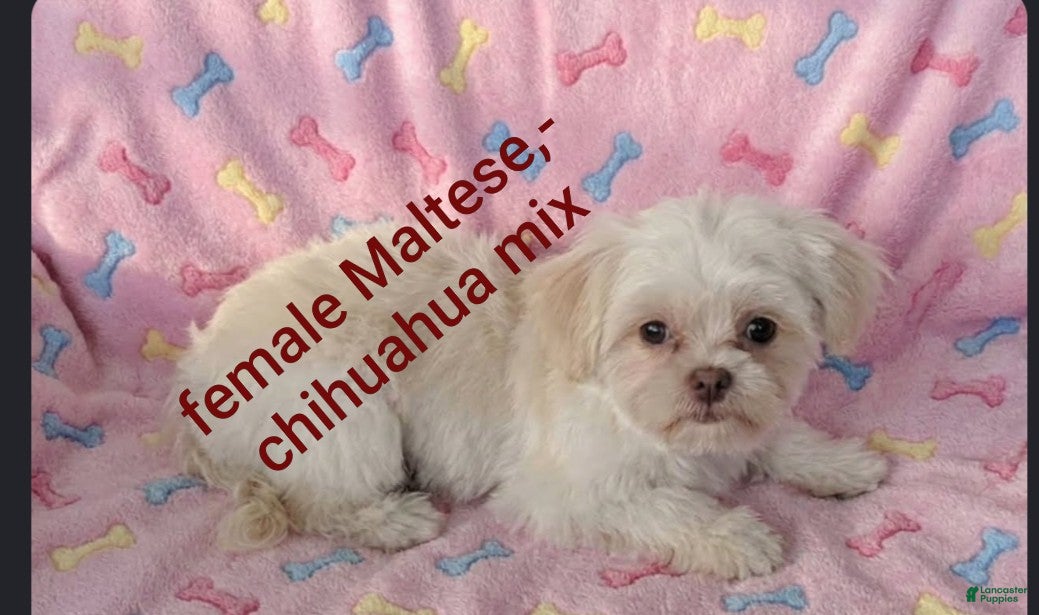 Mixed Breed dogs for sale: Mixed Breed 1 - Ad 31